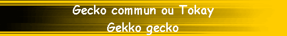 Gecko commun ou Tokay
Gekko gecko