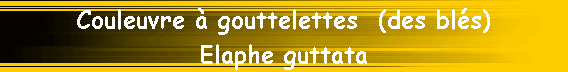 Couleuvre � gouttelettes  (des bl�s)
Elaphe guttata