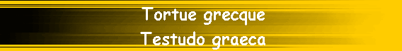 Tortue grecque                     
Testudo graeca