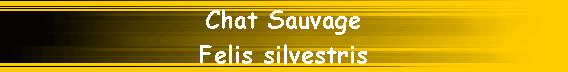 Chat Sauvage
Felis silvestris