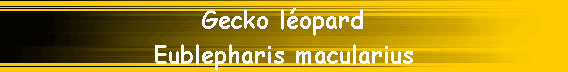 Gecko l�opard
Eublepharis macularius