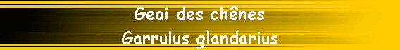 Geai des ch�nes
Garrulus glandarius