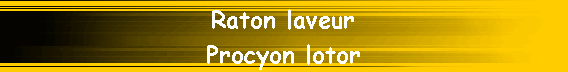Raton laveur
Procyon lotor