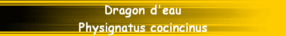 Dragon d'eau
Physignatus cocincinus