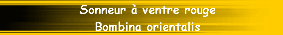 Sonneur � ventre rouge                
Bombina orientalis