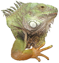 Iguana iguana