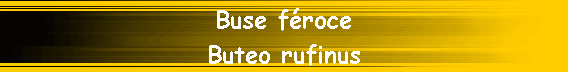 Buse f�roce
Buteo rufinus