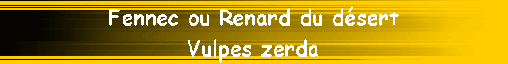 Fennec ou Renard du d�sert
Vulpes zerda